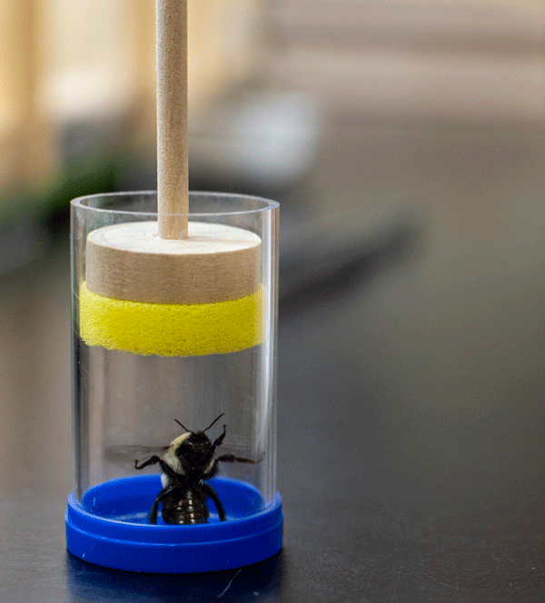 bee in a clear cylinder